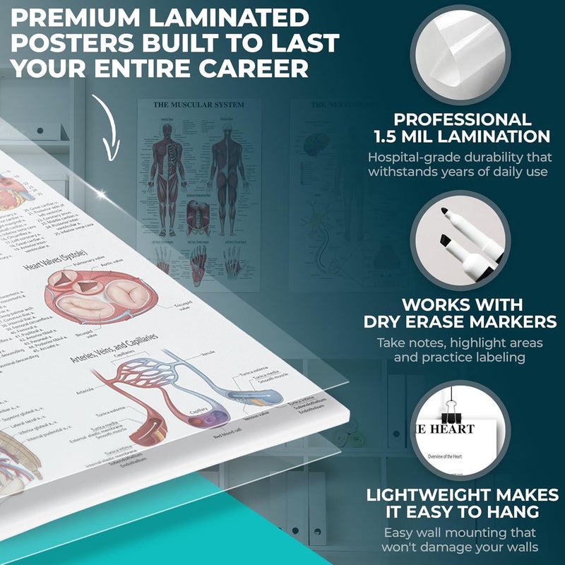 GRAND BASICS 12-Pack Laminated Anatomy Posters for Wall – Educational Human Body Systems Charts for Students, Classrooms & Medical Office Decor - Includes Muscular, Skeletal, Nervous & More, Size 17”x27” - Image 4